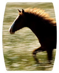 DAREC 340 Gone Riding